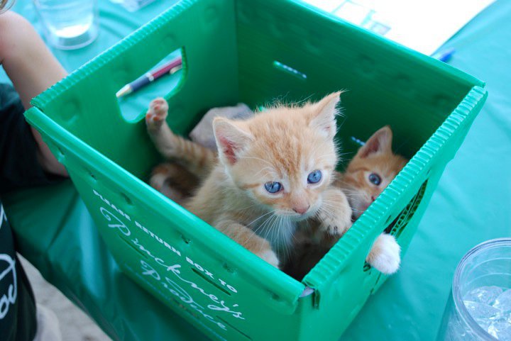 FarmKitties.jpg